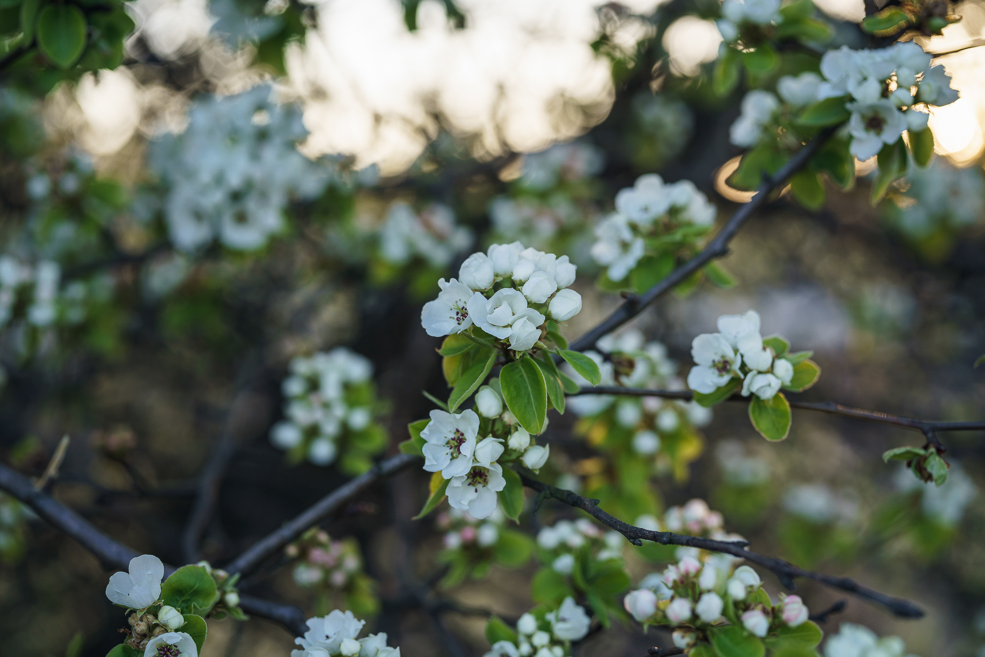 Obiektyw Voigtlander APO Lanthar II 50 mm f/2,0 do Nikon Z